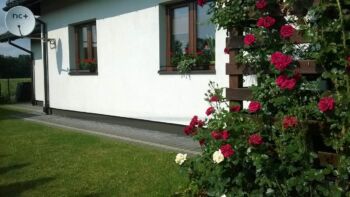 czerwona róża pnąca położona z różą chopin