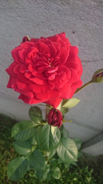 czerwona róża wielkokwiatowa