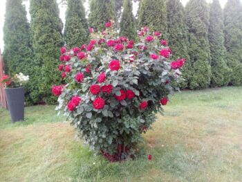 czerwona róża parkowa