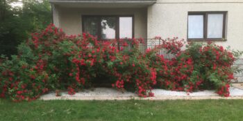 czerwone róże pnące