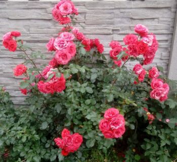 czerwone róże rabatowe