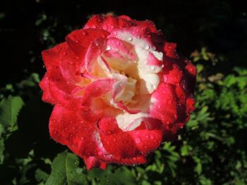 double delight róża czerwono kremowa