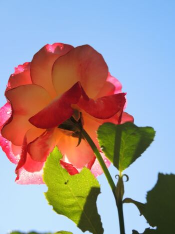 double delight róża pięknie pachnąca