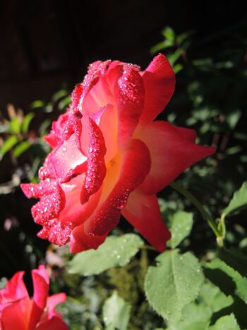 double delight róża wielkokwiatowa