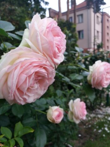 eden rose róża różowo kremowa