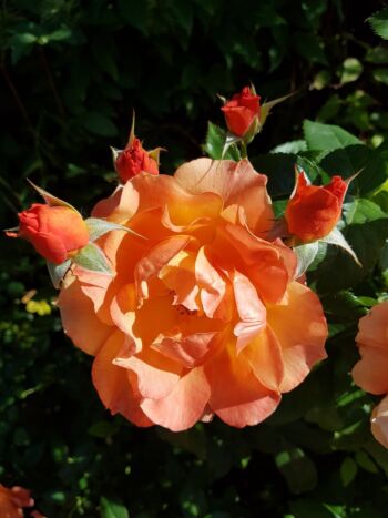 fellowship wytrzymałe róża rabatowe dla początkujących