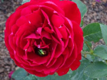 frabcis dubreuil pachnąca róża herbatnia