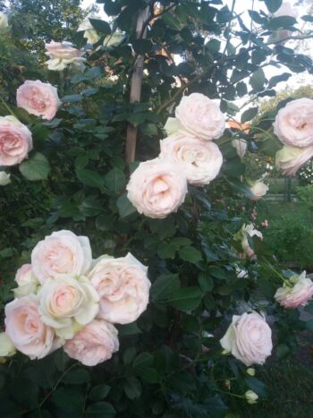 francuskie róże parkowe eden rose