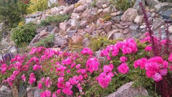 heidetraum wyjątkowo odporne róże okrywowe