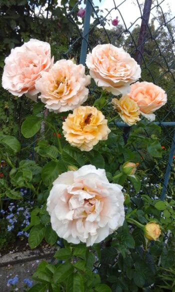 herbaciana róża wielkokwiatowa