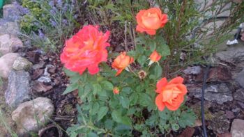 herbaciane róże wielkokwiatowe