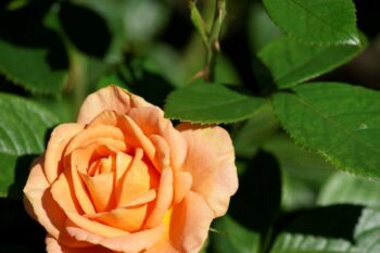 herbatnia róża wielkokwiatowa