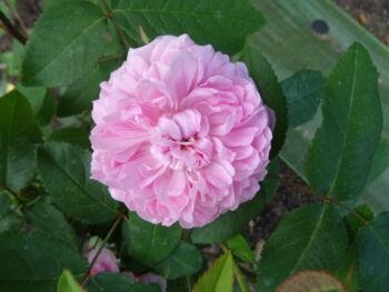 jacques cartier pachnąca róża historyczna