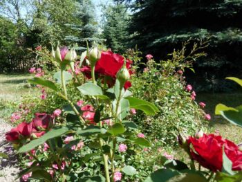 kolekcja róż barbara oraz lovely fairy