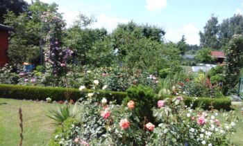 kolekcja róż w ogrodzie