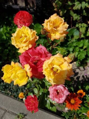 kolorowa kompozycja różana