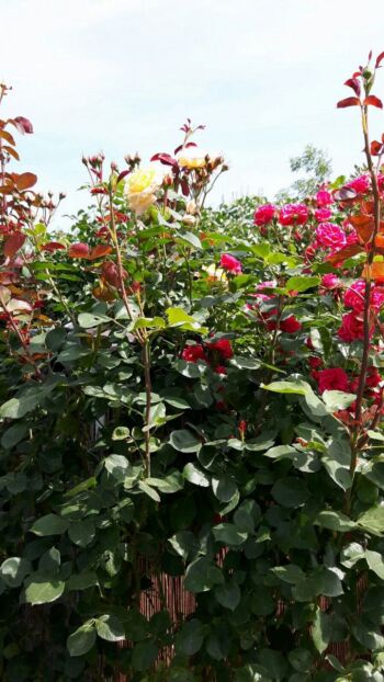 kompozycja róż w ogrodzie