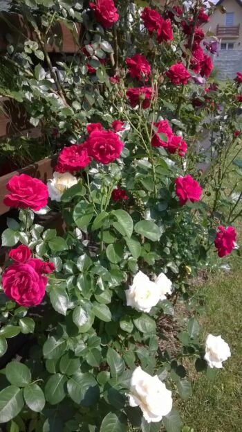 kompozycja róży chopin z różami różowymi