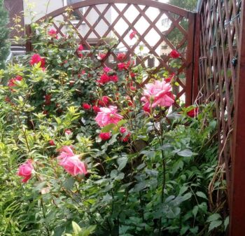 kompozycja róży różowej parkowej oraz czerwonej pnącej sympatia