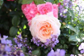 kompozycja z różą barock