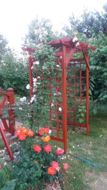 kompozycja z róża pnąca na pergoli