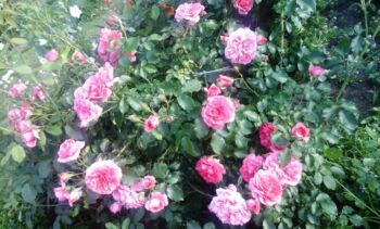 leonardo da vinci róże rabatowe