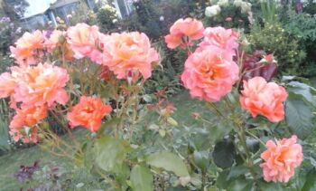 łososiowo herbaciane róże wielkokwiatowe