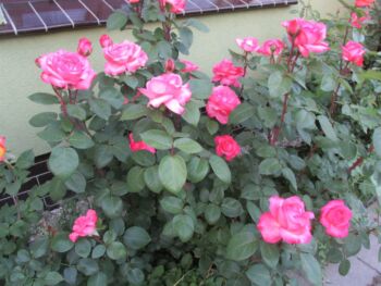 łososiowo różowe róże wielkokwiatowe aachener dom