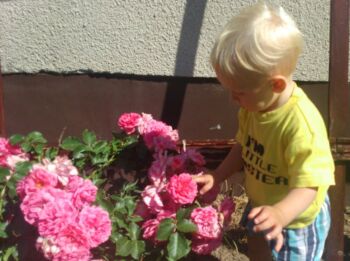 lovely fairy mało wymagająca róża okrywowa