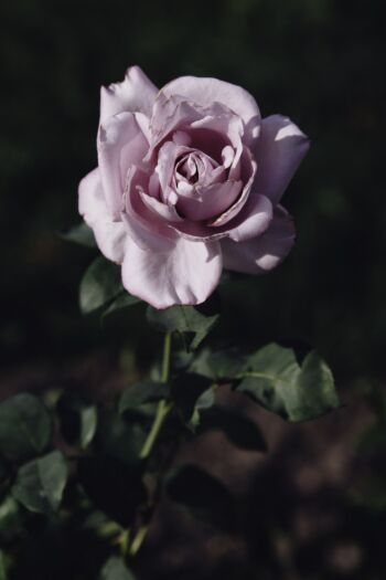 mainzer fastnacht pachnące niebieskie róźe wielkokwiatowe