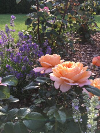 marchenzauber róże wielkokwiatowe