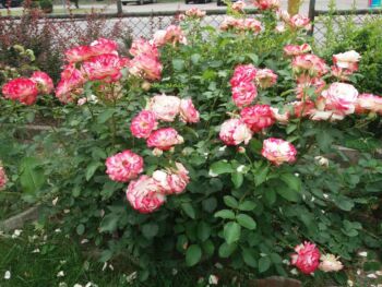 monaco wielobarwne róże rabatowe