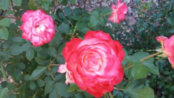 monaco wielobarwne róże rabatowe