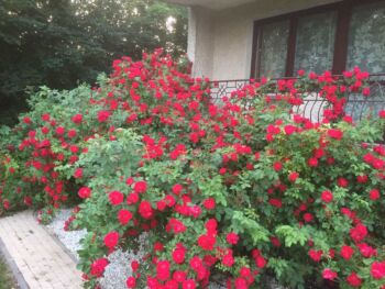 najpiękniejsza różana rabata koło domu