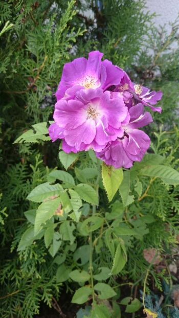 niebieska róża parkowa