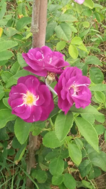 niebieska róża parkowa rhapsody in blue