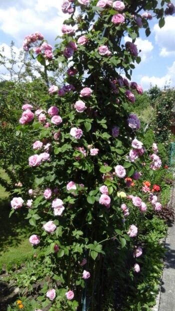 niebieska róża pnąca indigoletta