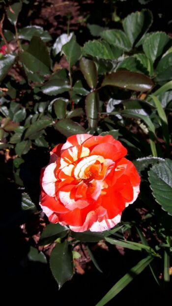 oranges and lemons wielobarwne róże rabatowe