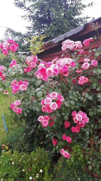 parkowa róża różowa