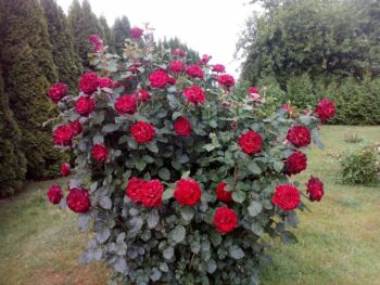 parkowa róża czerwona