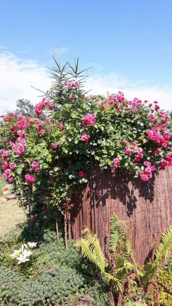 pauls scarlet climber czerwona róża pnąca