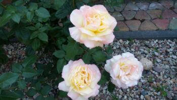 pnące róża wielkokwiatowa pachnąca