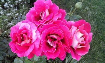 piękna róża różowa