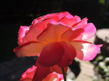 pięknie pachnąca róża wielkokwiatowa double delight