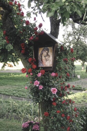 pnąca róża połączona z czerwoną różą