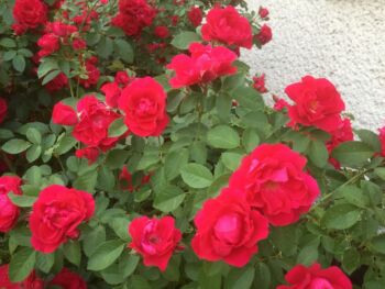 pnące róże czerwone