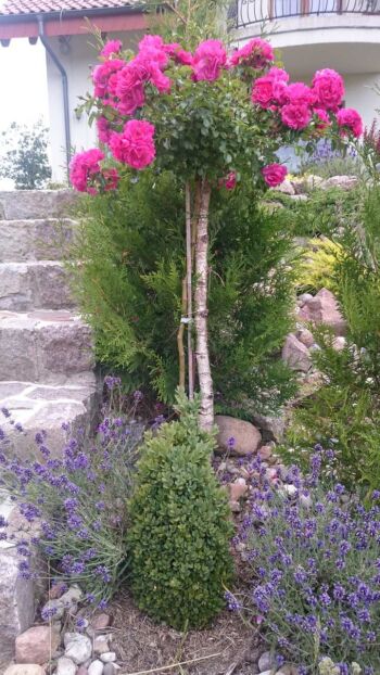 purpurowa róża pienna