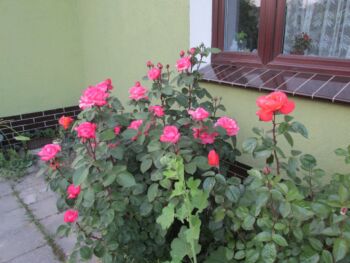 rabata róż łososiowo różowych oraz pomarańczowych