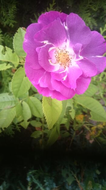 rhapsody in blue niebieska pachnąca róża parkowa