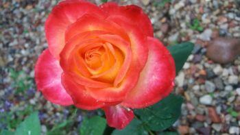 róże alinka wspaniała na kwiat cięty